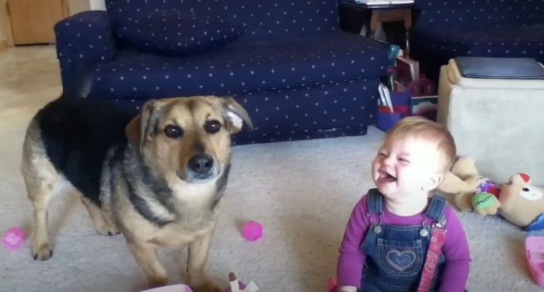 Baby Thinks Dog Popping Bubbles is Hysterically Funny