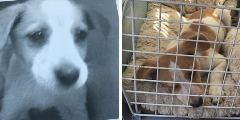 Puppy Runs Up to Woman Out Front of Her Home and Asks to Join Her Family