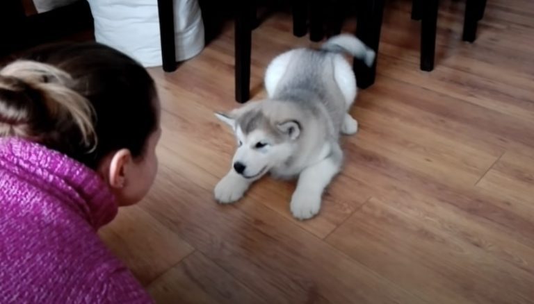 Alaskan Malamute Puppy is a Big Talker at Just 8 Weeks Old