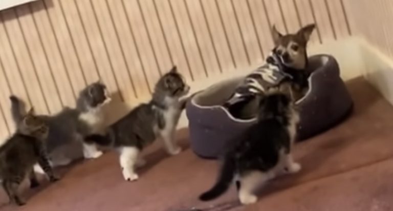 Sweet Dog Overwhelmed By Curious Foster Kittens
