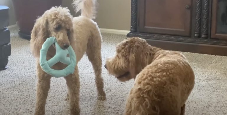 Poodle Plays Game Of ‘Keep Away’ With Her Best Friend