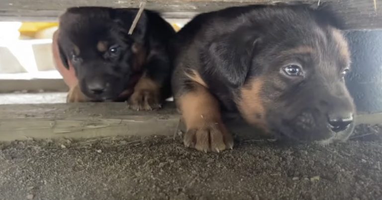 Mama Dog and Puppies Rescued from Waste Dump