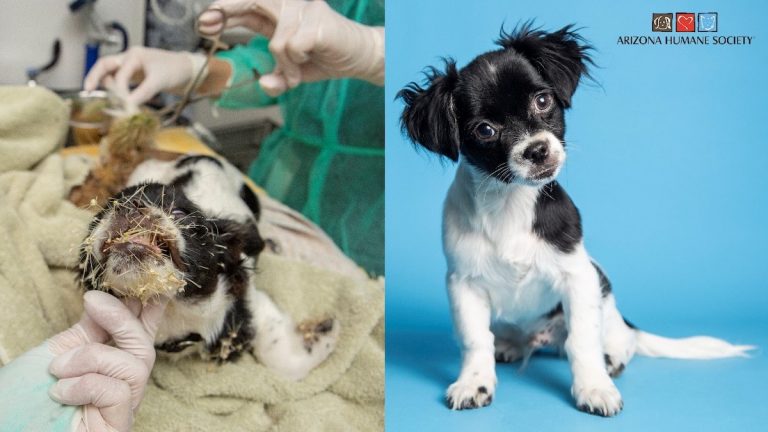 Stray Puppy Riddled With Cactus Prickles Gets Wonderful New Beginning