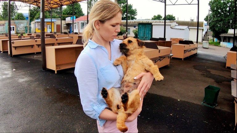 Street Dog at Market Rescued in Poor Condition after Botched Surgery
