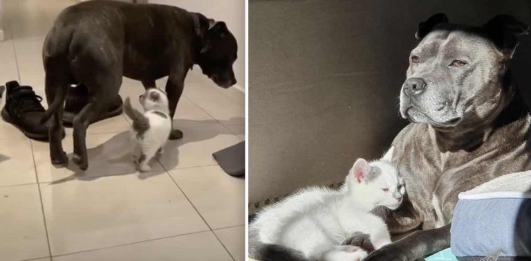 dog and cat friendship / @ziggyandtictac