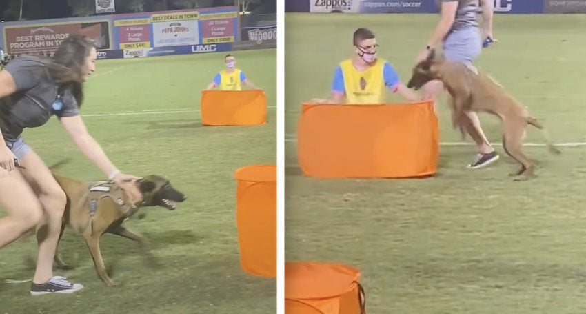 Dog Without Training Hilariously Competes in Doggy Olympics
