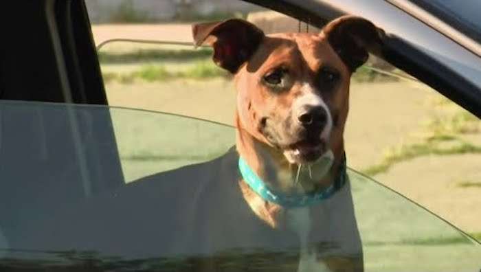 Dog Stolen from Home 4 Years Ago Reunites with His Mom