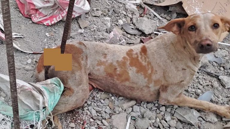 Dog Impaled by Metal Rod  Makes Beautiful Recovery