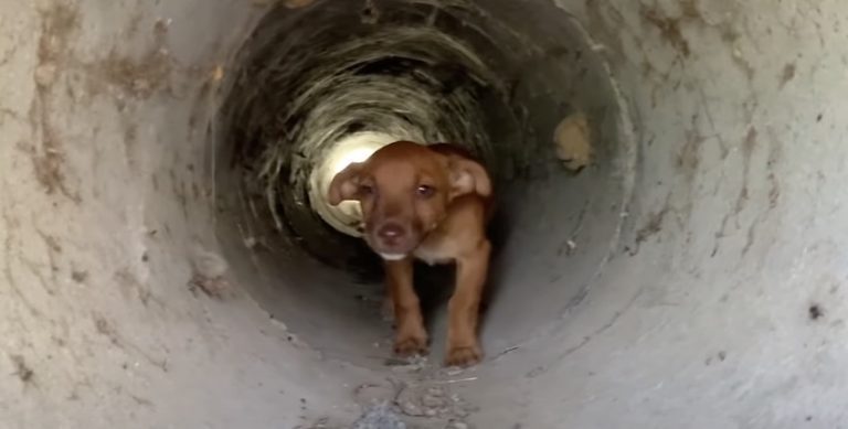 Abandoned Puppy Hides in Drain Pipe to Escape the Heat