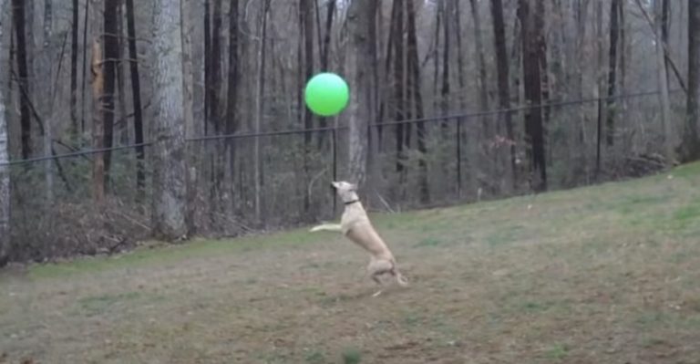 Energetic Whippet Bops Ball in the Air with Her Nose