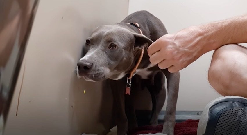 Timid Pit Bull in Shelter Transforms into Playful Dog When She Gets Outside