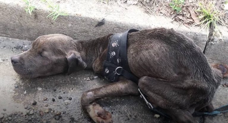 Starving Pit Bull Puppy Found Dying in Gutter So Happy Now