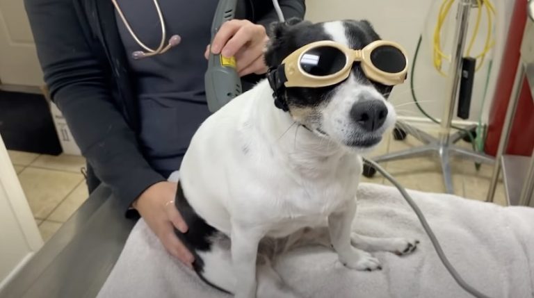 Paralyzed Dog Walks Again Thanks To Caring Vets