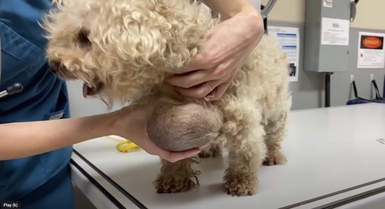 Old Dog Found With Large Tumours Gets Second Chance