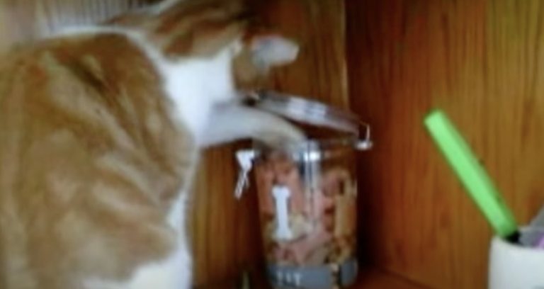 Smart Cat Steals Treat Only to Get Robbed by Opportunistic Dog