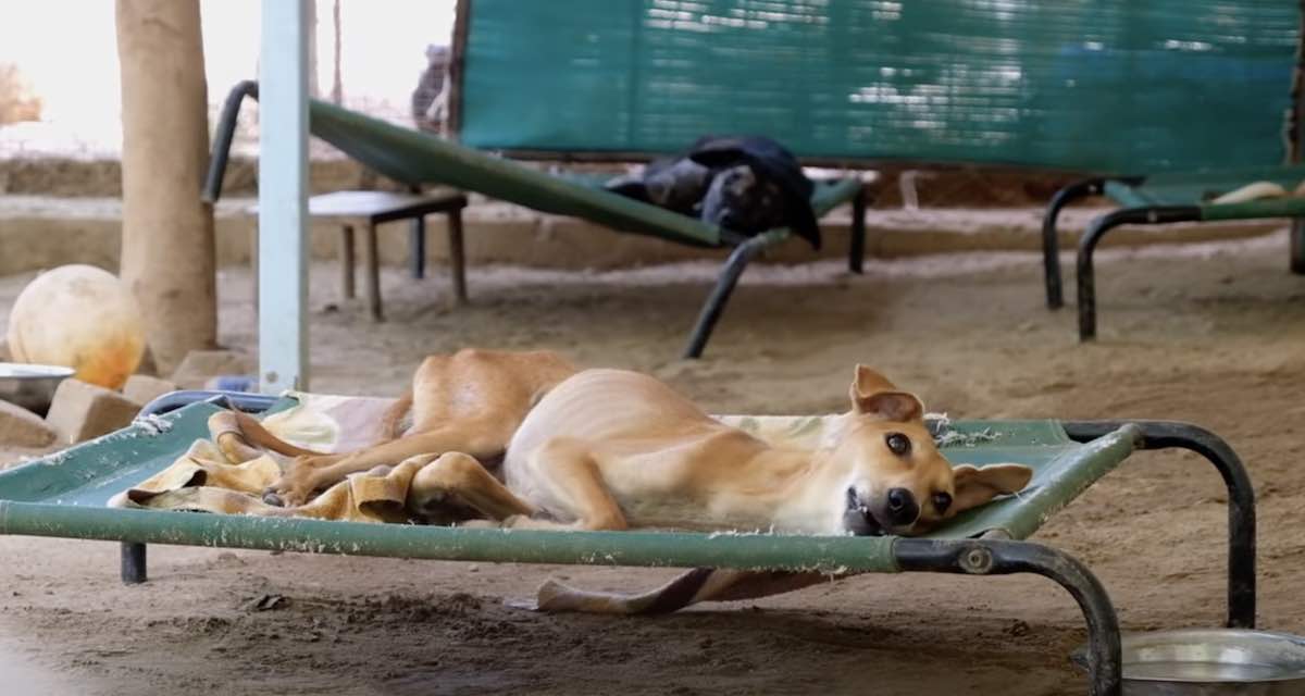 Street dog unable to stand up after hit by car gives rescuers beautiful
