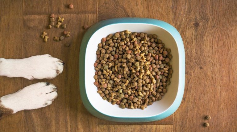 dog food bowl with kibble