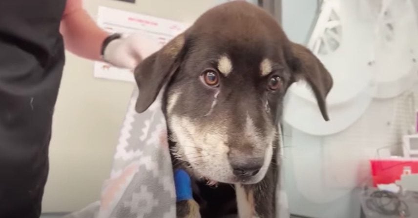 Vets Rush to Save Stray Puppy Bitten By Poisonous Snake