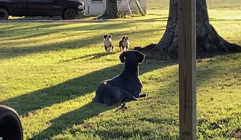 Great Dane Accidentally Scares Neighbor’s Puppies
