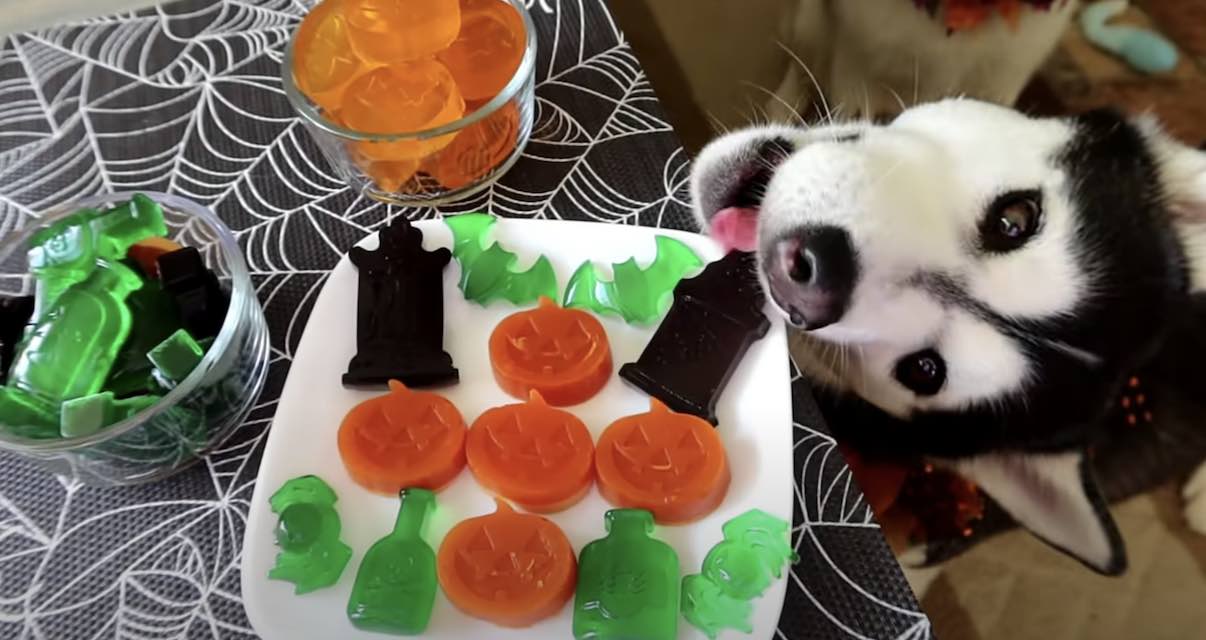 How to Make Gummy Halloween Candy for Dogs