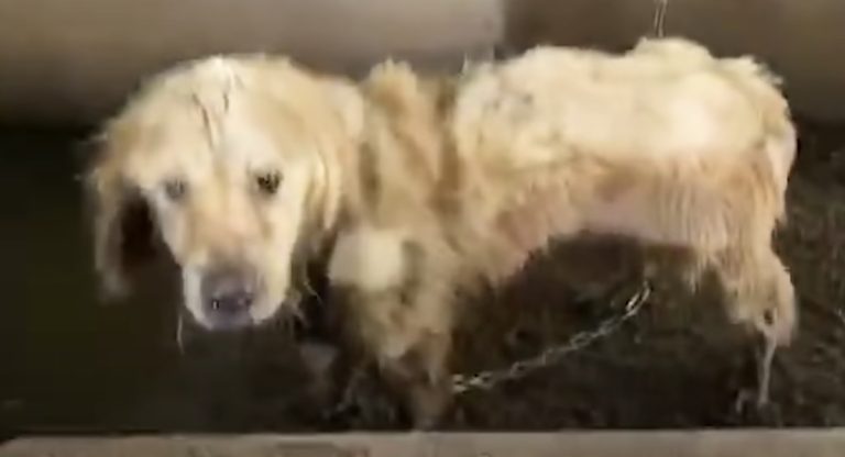 Dog Found Chained Up In Ditch Can’t Believe What He Looks Like Now