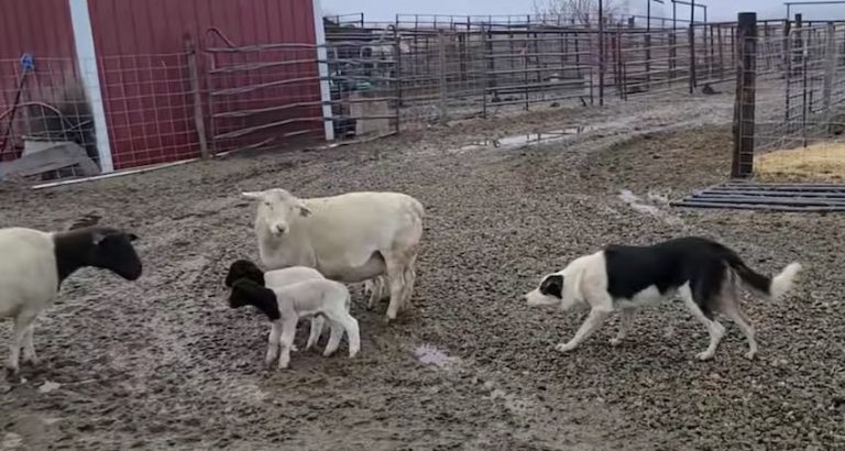 Dog Goes Nose To Nose With Lambs As He Gently Herds Them Into Paddock