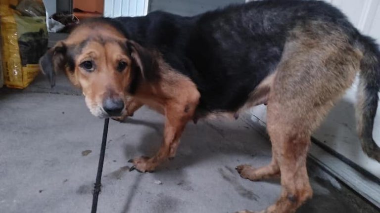 52 Distressed Dogs Rescued from Hoarder’s Home Finally Have Hope for the Future