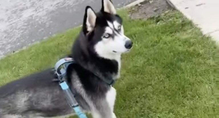 Husky Stops in His Tracks When He Sees Halloween Decoration