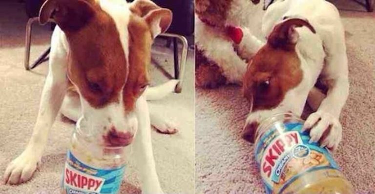 Sweet Rescue Dog Shares Prized Possession with a Special Friend