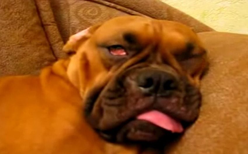 Sweet Dogs Who Turn Scary When They are Dreaming