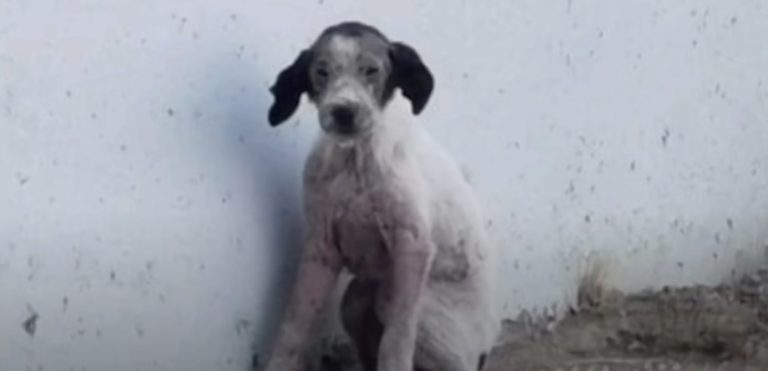 Sick and Helpless Puppy Found All Alone Under a Bridge