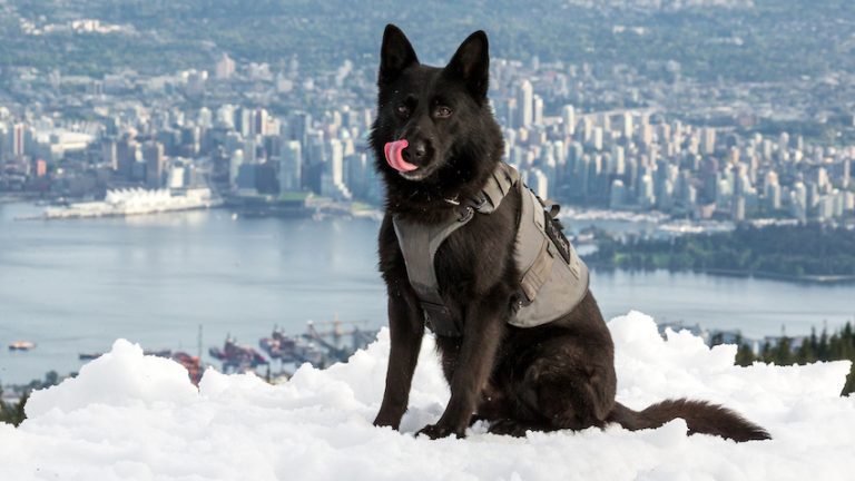 Vancouver Police Dogs Smile for the Camera Throughout the City to Benefit Charities