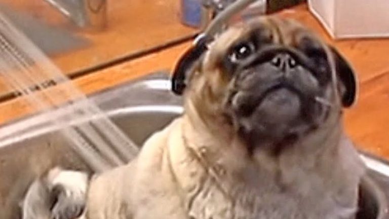 Pug Really Enjoys Getting a Relaxing Shower in The Sink