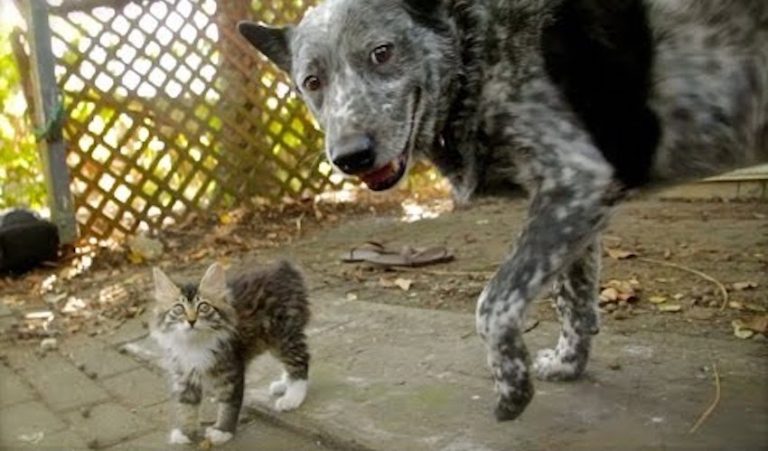 Cattle Dog Befriends Special Needs Kitten