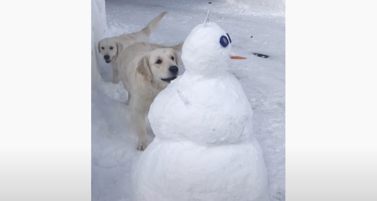 Dog Sniffs Out Unexpected Treat While Visiting Snowman