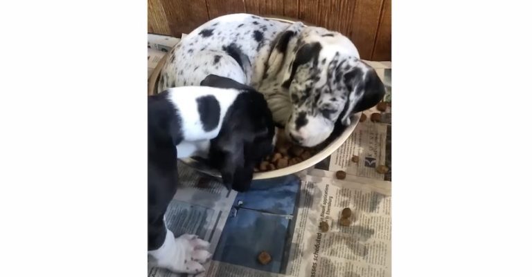 Puppy Enjoys ‘Breakfast in Bed’ and Hogs it All for Himself