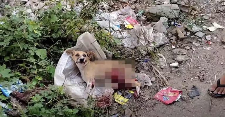 Puppy Makes Astonishing Recovery After Her Belly Sliced Open In Horrible Car Accident