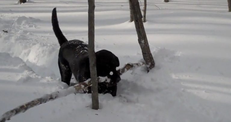 Clever Dog Figures Out How to Fetch Really Big Stick in Deep Snow