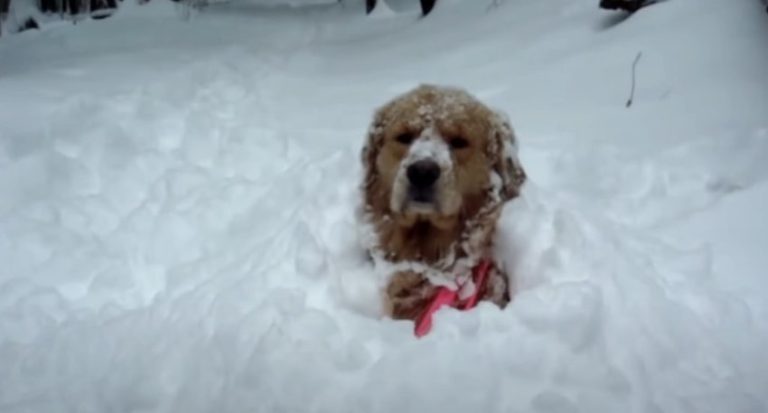 Golden Retriever Loves to Hide in the Snow