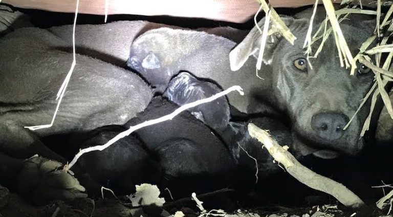 Scared Mama Dog Turns Into The Happiest Dog When Rescuers Bring Her To Shelter