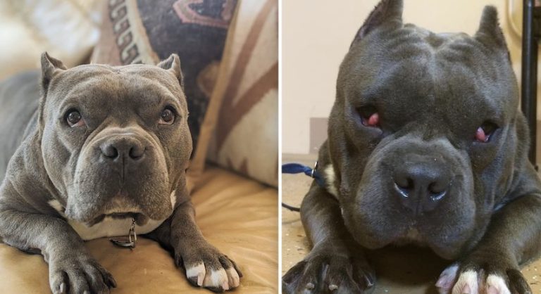 ‘Crazy’ Dog No One Wanted Finds His Forever Family