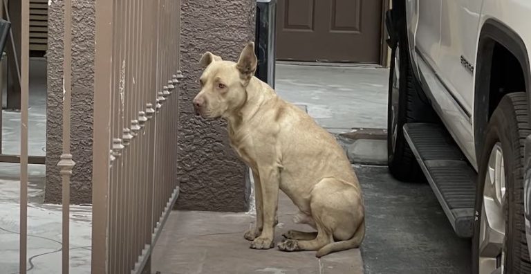 Dog Abandoned At Road Stop Kept Chasing Trucks That He Thought He Recognized