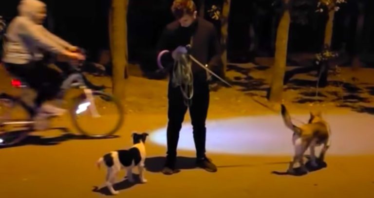 Abandoned Puppy Ignored Until He Approaches a Family Walking in Park