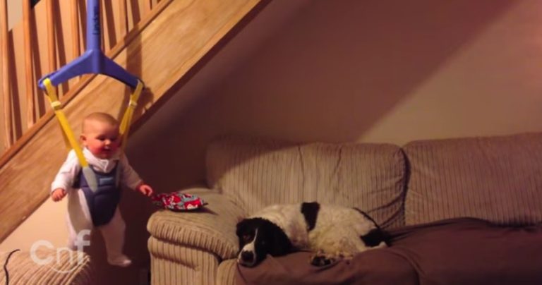 Baby Steals Dog’s Present, Mission Impossible Style