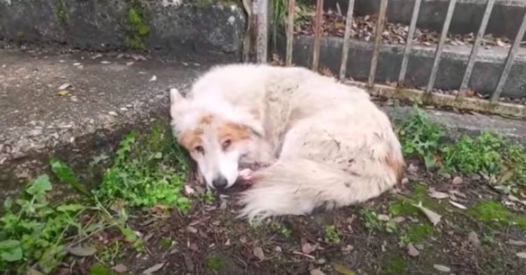 Elderly Dog Spent Whole Life As A Stray Until This Moment