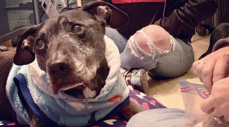 Last of the ‘Vick Dogs’ Crosses Rainbow Bridge
