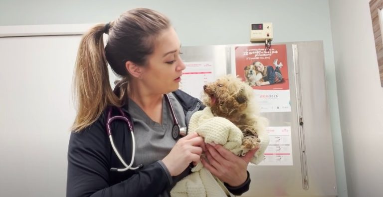 Neglected Poodle Missing A Jaw Now Has Reason To Smile