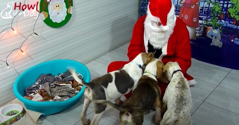 Homeless Rescued Dogs Surprised With A Very Special Santa Paws Party