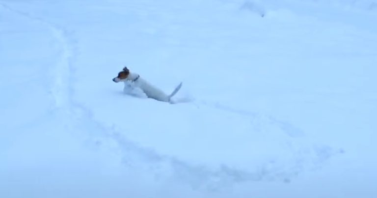 Tiny Jack Russell Terrier Determined To Find Ball In Deep Snow