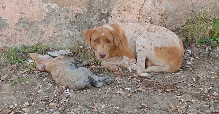 Mama Dog Asks For Help To Save Her Dying Puppy